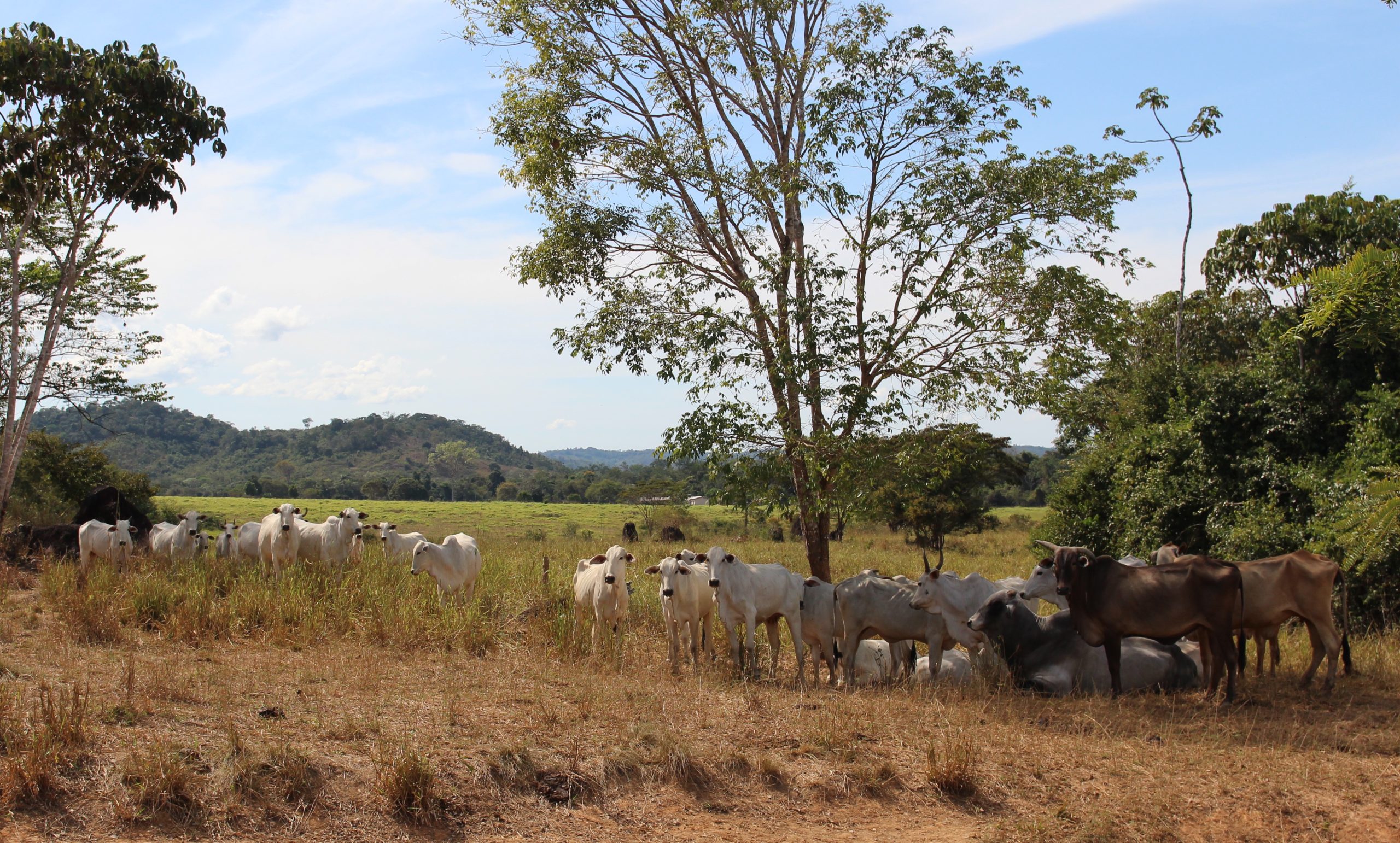 Pastagem com gado em Guarantã do Norte, no Mato Grosso, onde há seis bois para cada morador (Felipe Betim / Diálogo Chino)