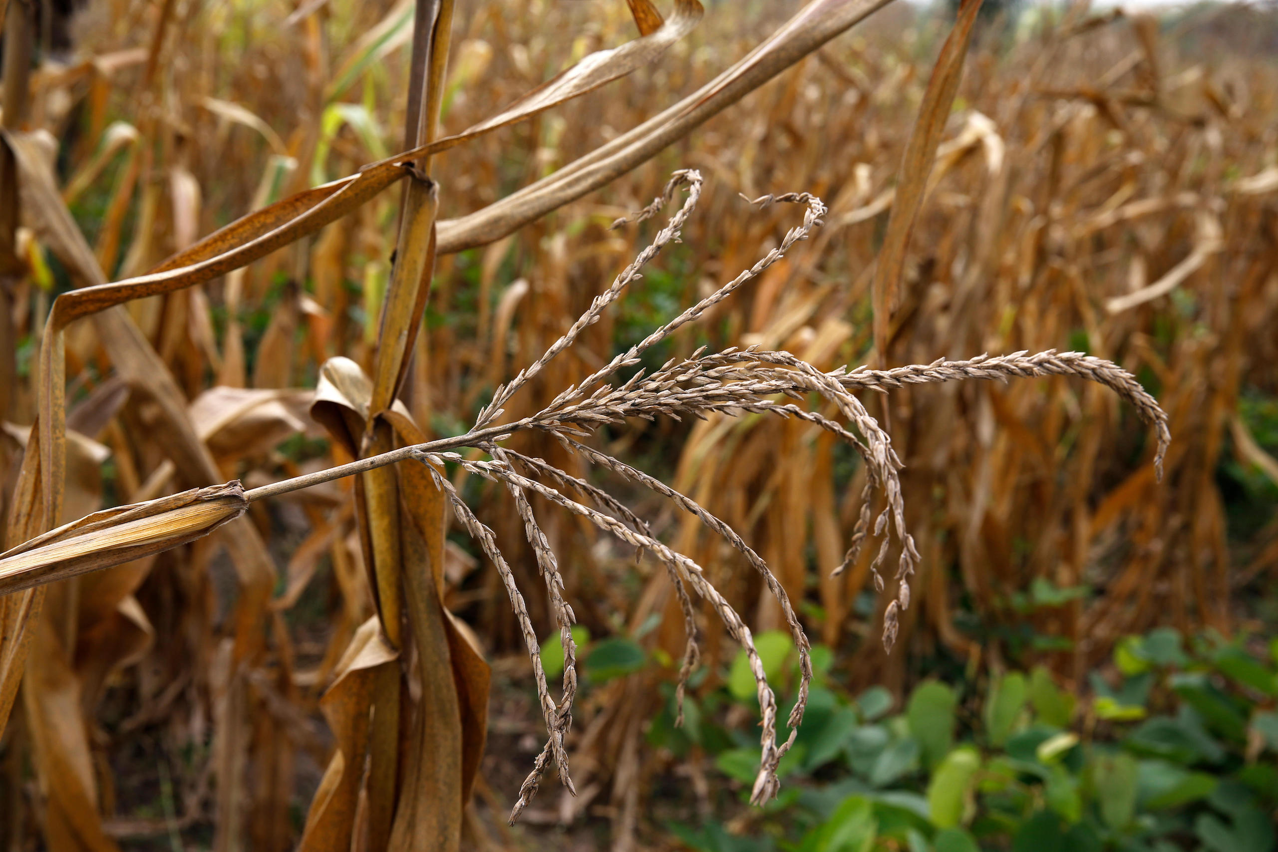 <p>A training centre advises use of modern high-yielding varieties of maize, but barriers to access remain (Image: Godong / Alamy)</p>