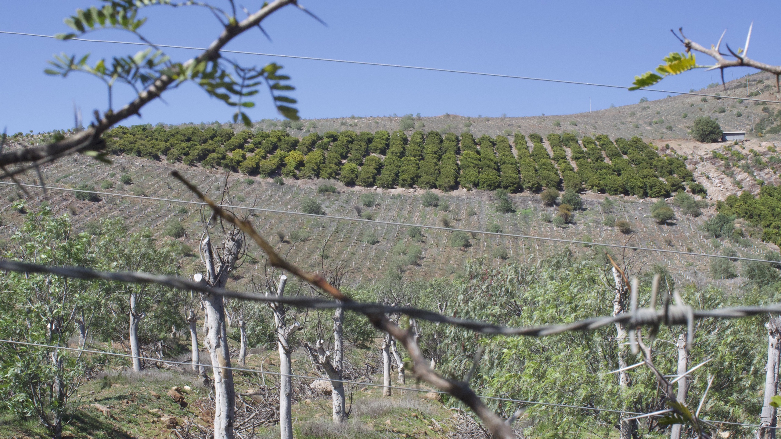 Plantations in Petorca province, Chile