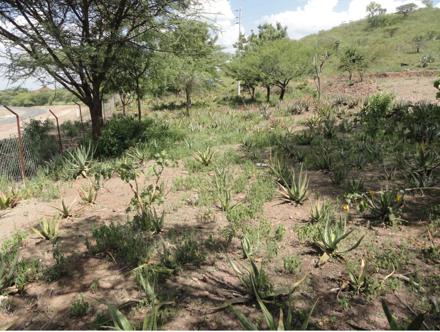 Aloe vera garden in Kenya