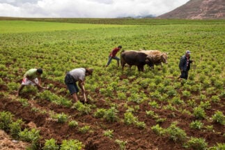 quatro agricultores trabalham em uma plantação de batatas