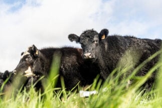 <p>Angus cattle at Rincón del Sauce farm in Uruguay, where certified ‘carbon neutral’ beef is being produced. The South American country is among the first to export meat with this seal (Image: Pablo Bielli / Diálogo Chino)</p>
