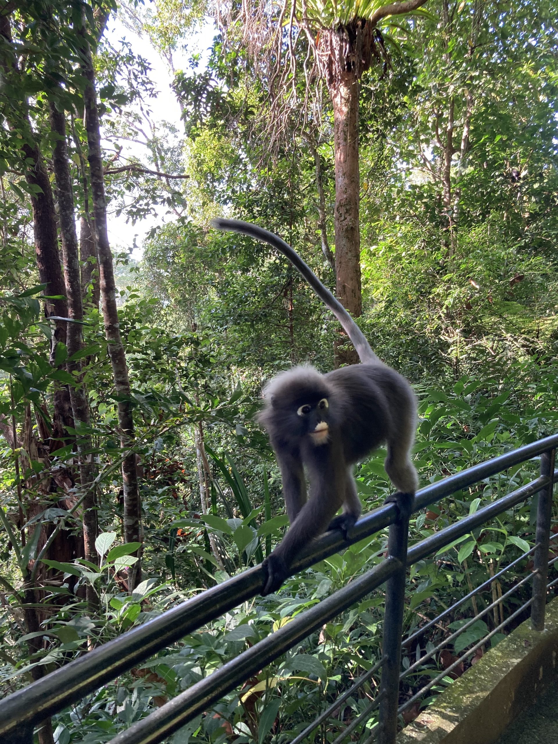 A dusky leaf langur climbs on the railing of a forest canopy walkway in Penang, Malaysia