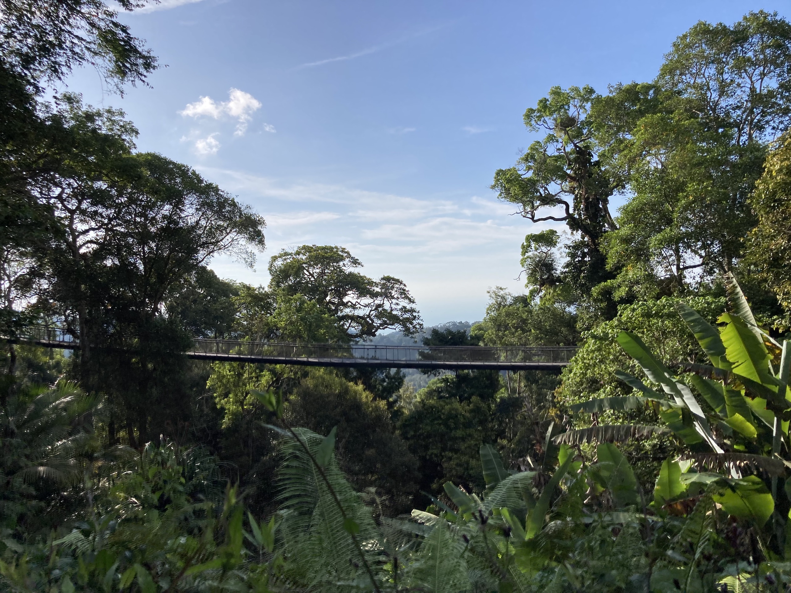 View of a forest canopy walkway among dense rainforest, Penang Malaysia