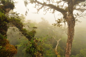 <p>“几乎所有重要的事情都发生在那里”，林冠不仅承载着动植物的多样性，还有助于吸收大气中的二氧化碳。图片来源：比尔·戈奇</p>