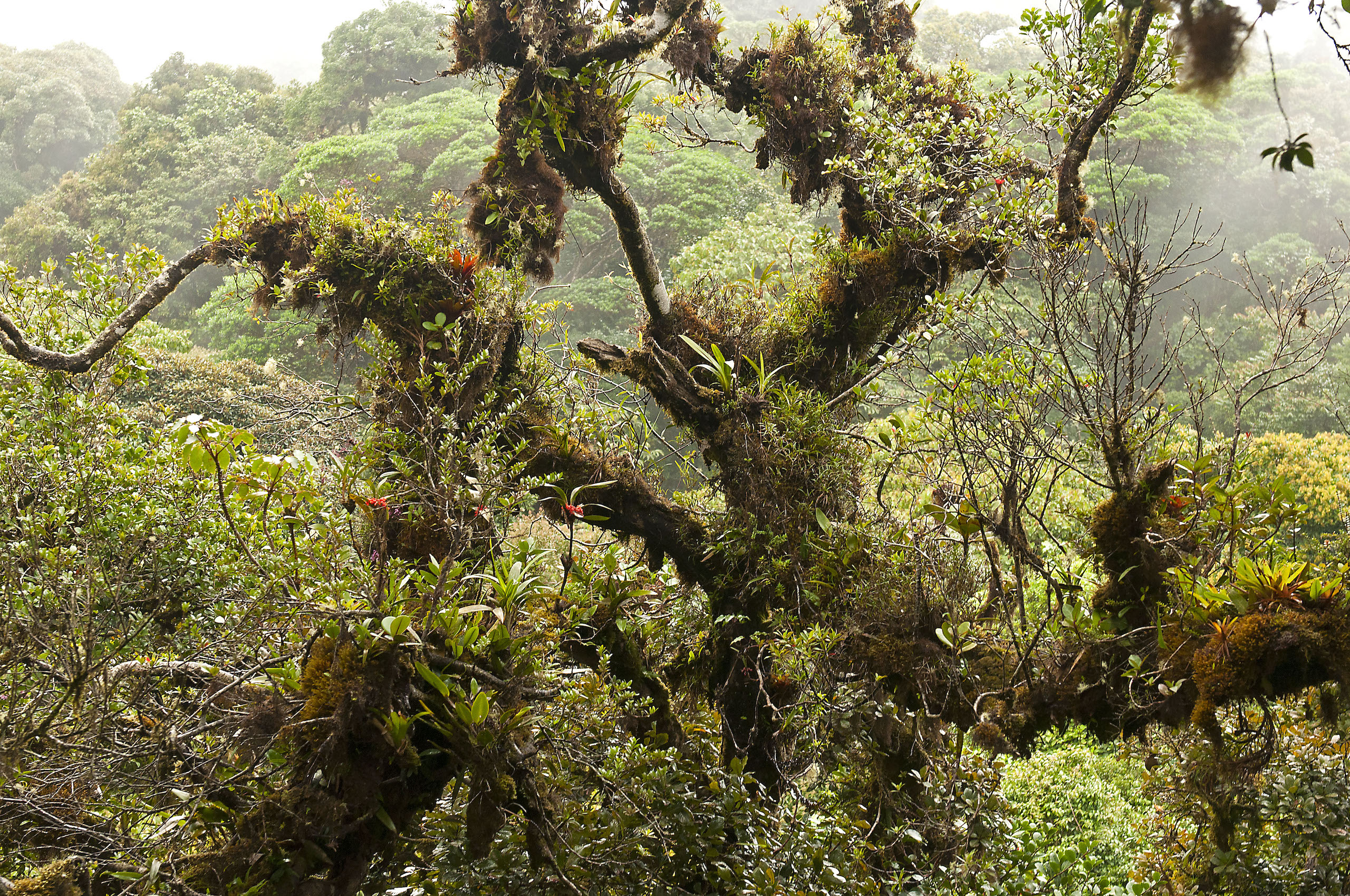 The branches of mature trees often provide habitats for a host of other forms of life