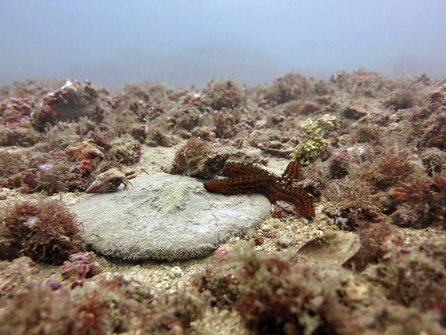 criaturas marinhas são vistas em um leito de rodolitos 