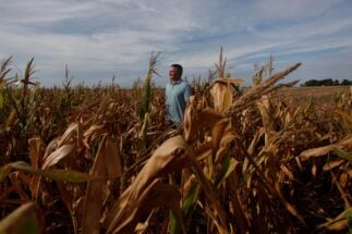 <p>Um agricultor em uma plantação de milho atingida pela seca em Chivilcoy, Argentina. A seca tem sido uma ameaça recorrente nas regiões agrícolas do país, mas o terceiro ano consecutivo do La Niña intensificou os desafios para os agricultores (Imagem: Martin Acosta / Alamy)</p>