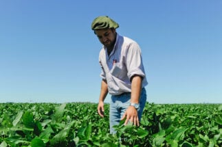 <p>A farmer inspects GM soy crops in Salto, Uruguay. A return to the use of conventional, non-GM soy is currently marginal in key South American producer countries (Image: Joerg Boethling / Alamy)</p>