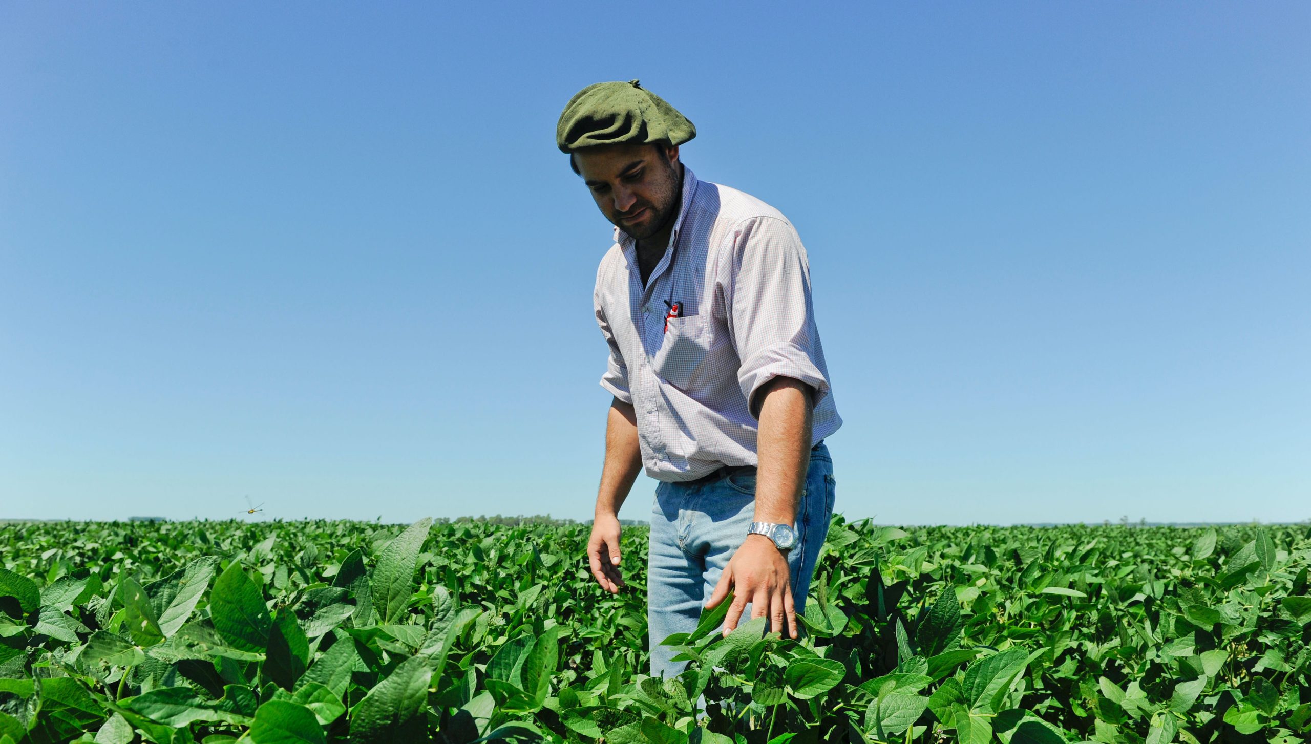 <p>Un agricultor inspecciona cultivos de soja transgénica en Salto, Uruguay. La siembra de soja no transgénica es actualmente marginal en los principales países productores de América del Sur (Imagen: Joerg Boethling / Alamy)</p>
