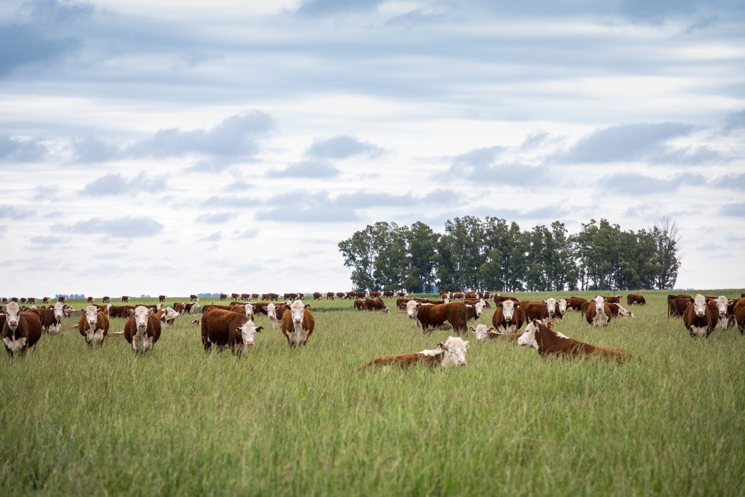 <p>Ganado en un campo de Estancia Caldenes en Argentina, donde la producción es descripta como &#8220;positiva en carbono&#8221;. Un nuevo estudio afirma que la ampliación de la producción y los cambios en la dieta podrían ayudar a reducir las emisiones del sector ganadero en América Latina (Imagen: cortesía de Estancia Caldenes)</p>