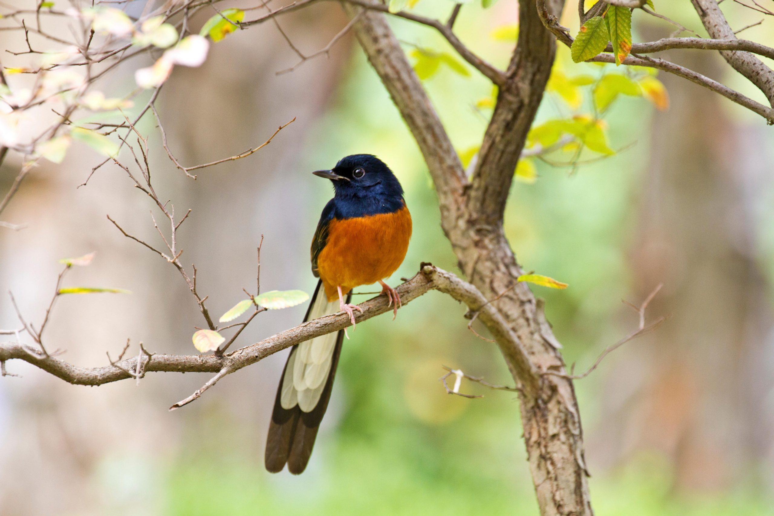 white-rumped shama on branch; the songbird native to South and Southeast Asia that was added to CITES Appendix II at CoP19 in 2022