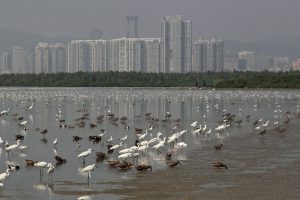 <p>The Mai Po Nature Reserve in Shenzhen Bay, full of egrets, ducks, gulls and waders (Image: Alamy)</p>