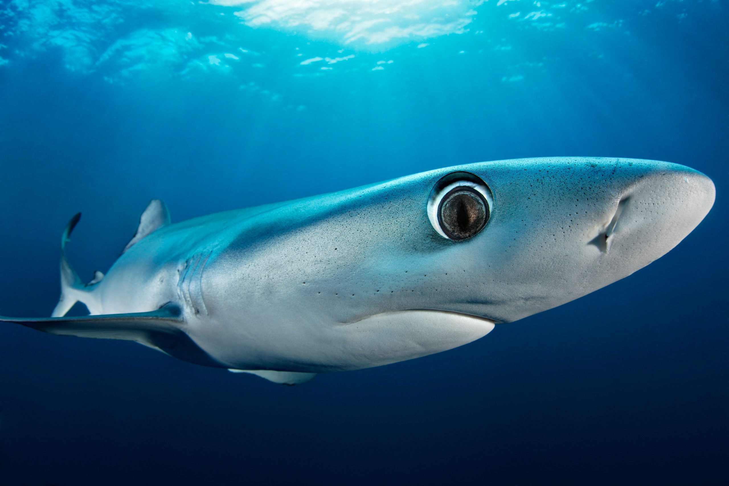 Blue Shark alone in water