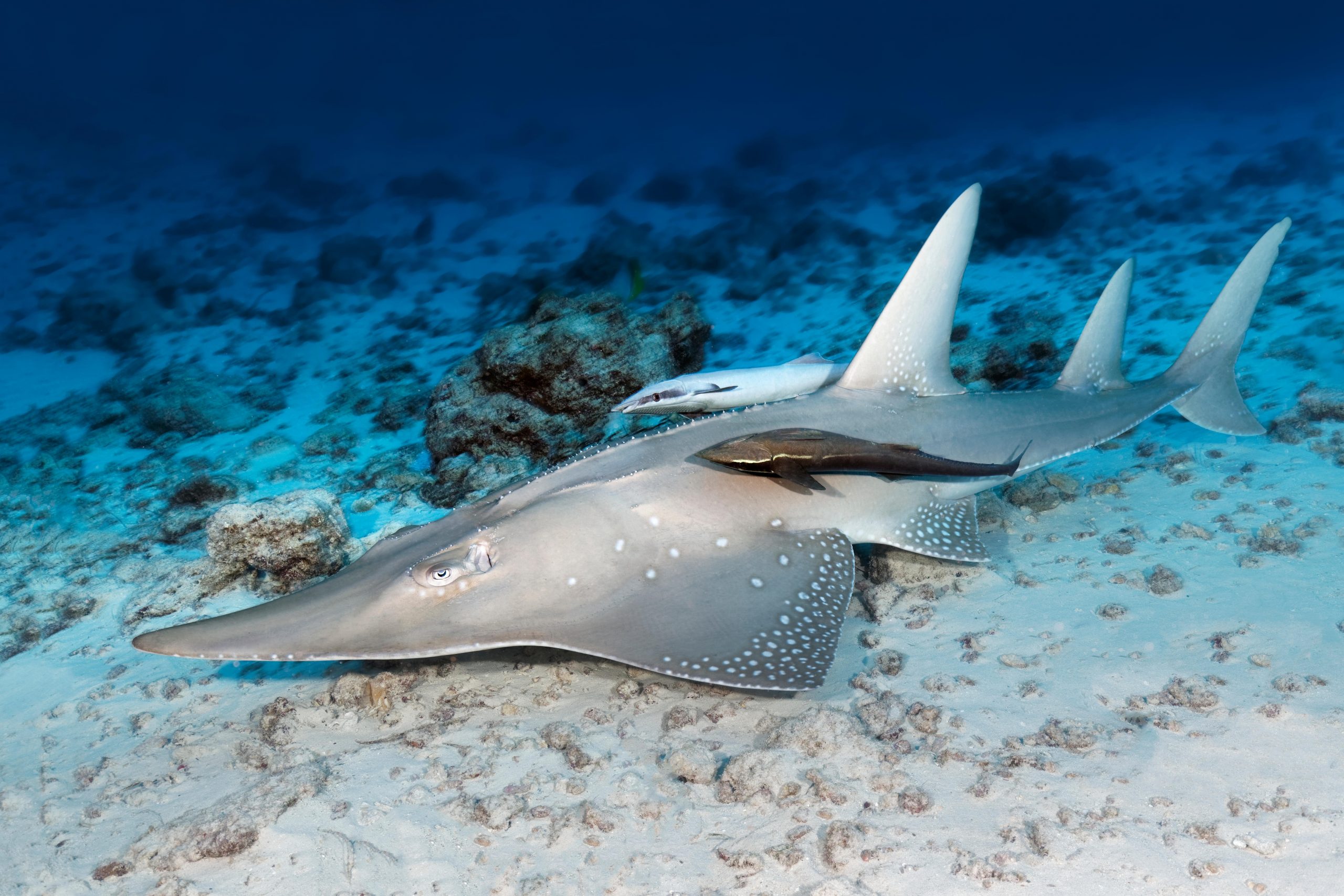 Common guitarfish and Remora