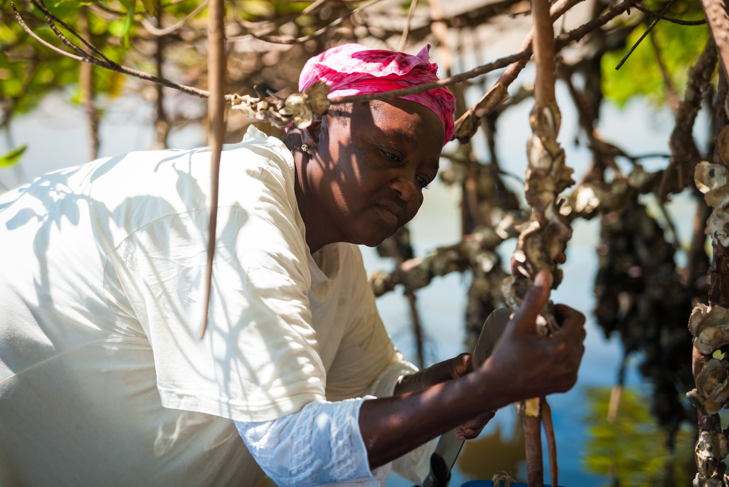 A woman from Mar Lodj village in Senegal collects shellfish from mangrove roots