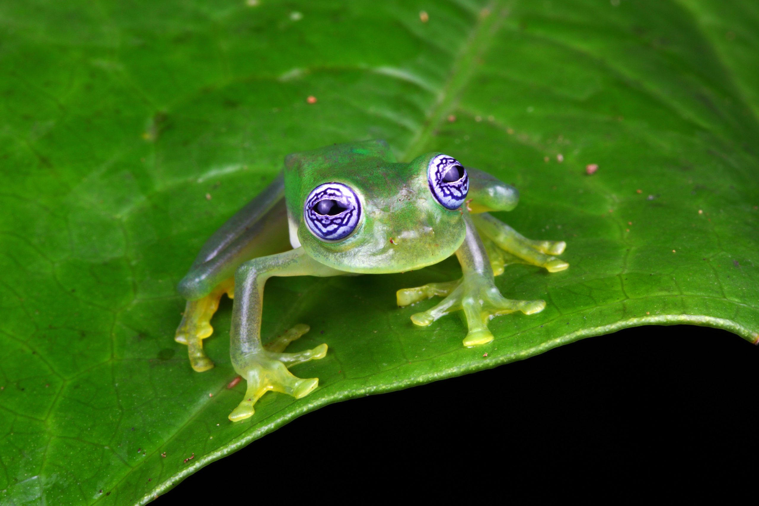 Glass frog on a leave