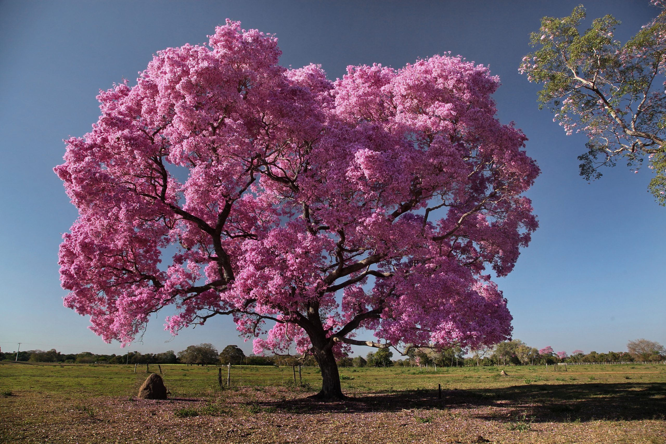 árbol ipe rosa 