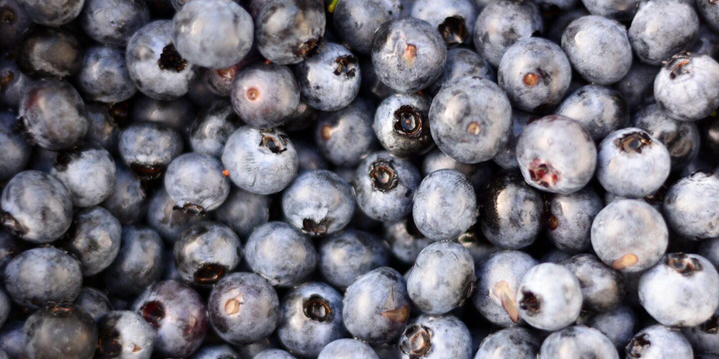 <p>En la última década, Perú ha experimentado un crecimiento de su producción de arándanos hasta convertirse en el mayor exportador mundial de la fruta (Imagen: Corrado Baratta / Alamy)</p>