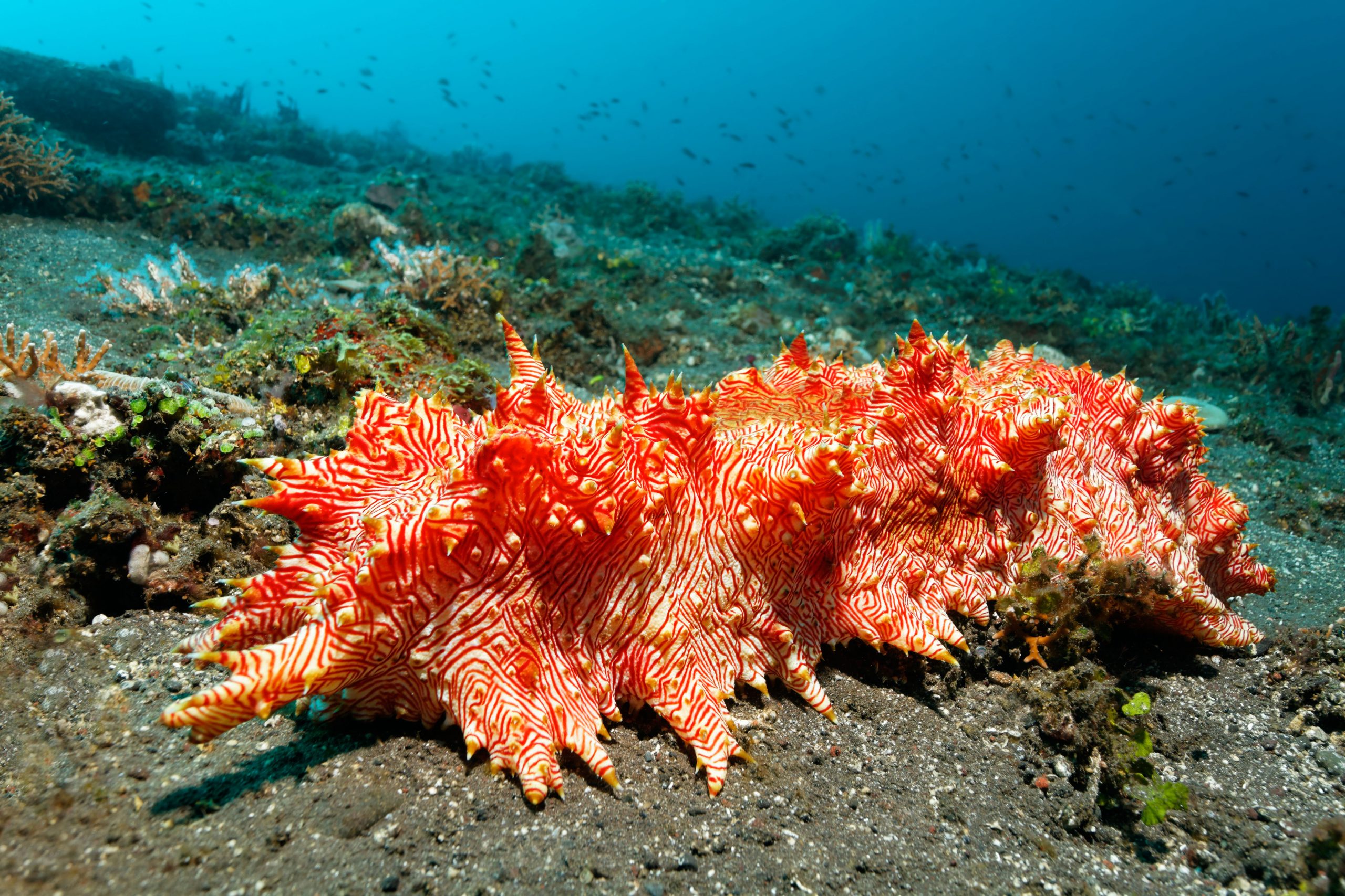 Red-lined sea cucumber (Thelenota rubrolineata) on the sandy seafloor