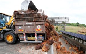 <p>马来西亚森美兰州巴豪（Bahau）的一家棕榈油榨油厂，一串串的油棕果正从卡车上被卸下来。图片来源：Lai Seng Sin / Alamy</p>