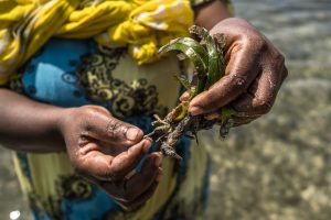 <p>萨米拉·穆萨拿着一把海草，她会把这它种植到肯尼亚瓦西尼岛附近的浅水区。穆萨所在的社区目前已经恢复了一公顷的海草，而且还在努力恢复更多。图片来源：<a href="https://storitellah.com/">Brian Otieno</a> / 中外对话海洋</p>