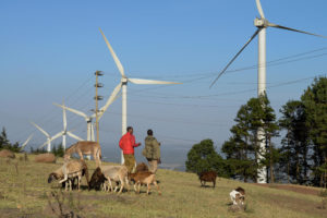 <p>Ngong Hills wind farm, outside Nairobi. Some wind projects in Kenya have been delayed or cancelled after failing to properly consult local communities. (Image: Joerg Boethling / Alamy)</p>