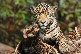 Un jaguar sobre un árbol caído