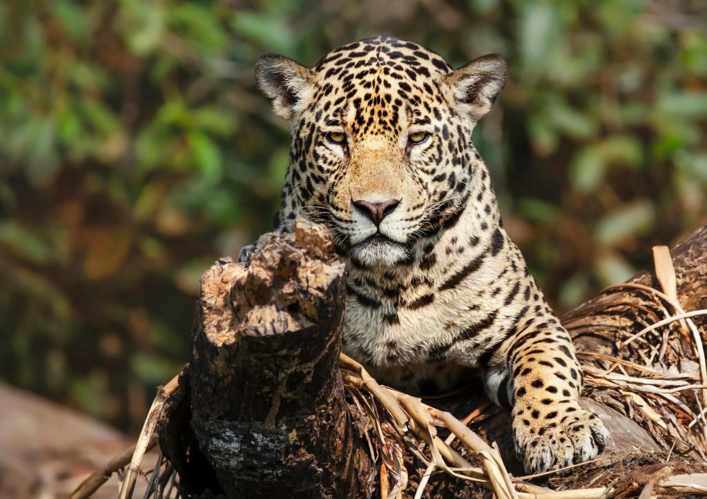Um jaguar em uma árvore caída