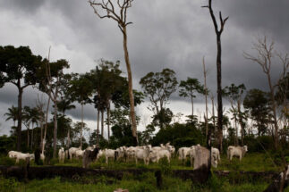 Cría de ganado en un área deforestada ilegalmente en Brasil