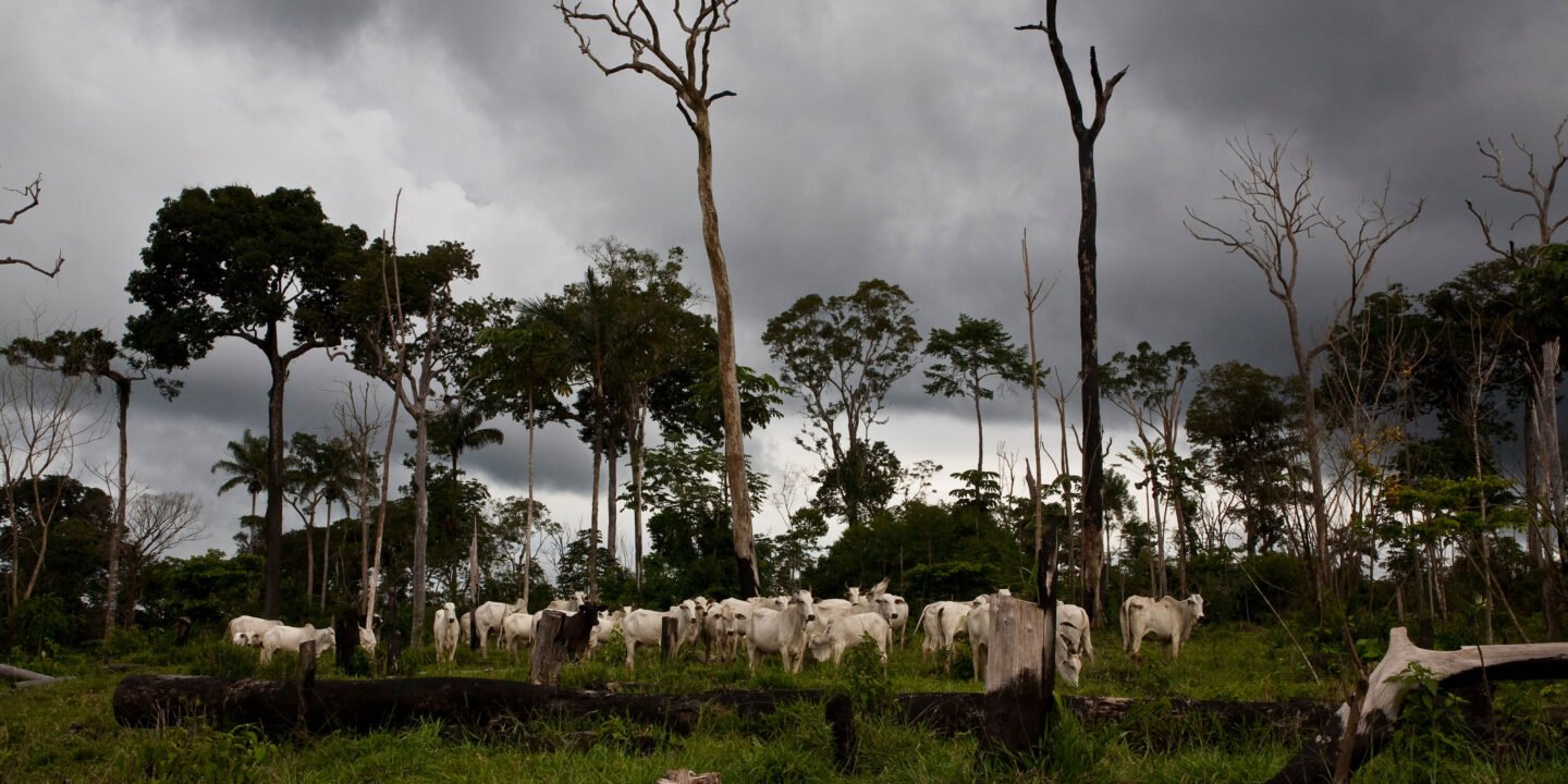 <p>Cría de ganado en un área deforestada ilegalmente en el bosque de Jamanxim, en la Amazonía brasileña (Imagen: Ricardo Funari / BrazilPhotos / Alamy)</p>