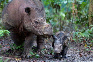 Un rinoceronte de Sumatra y su cría recién nacida