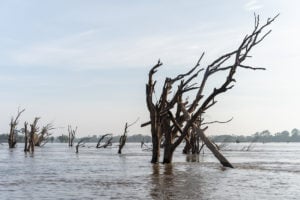 Cambodia flooded forest dead trees standing in Mekong