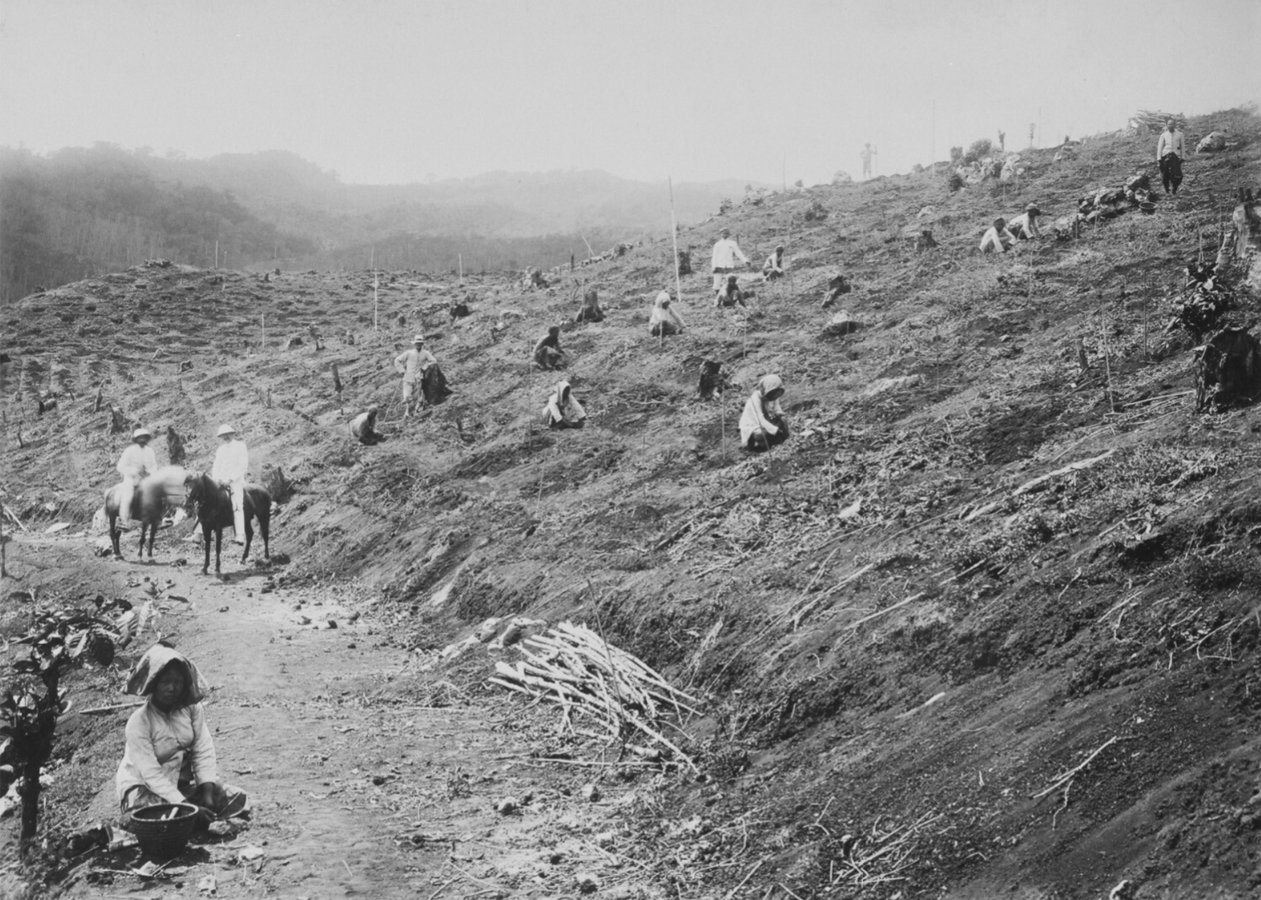 scattered people kneeling near low bushes
