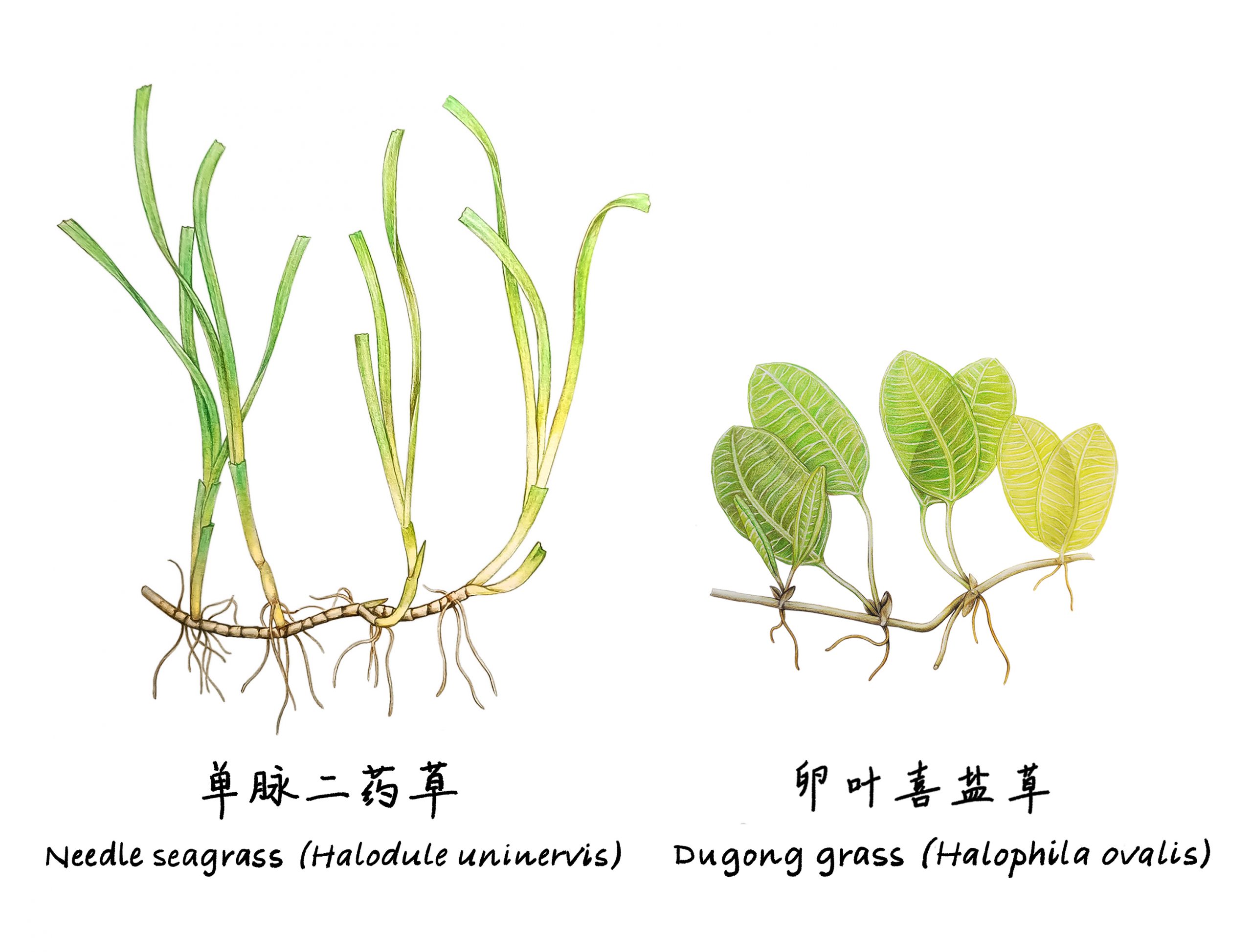 Guangxi dugong reserve seagrasses