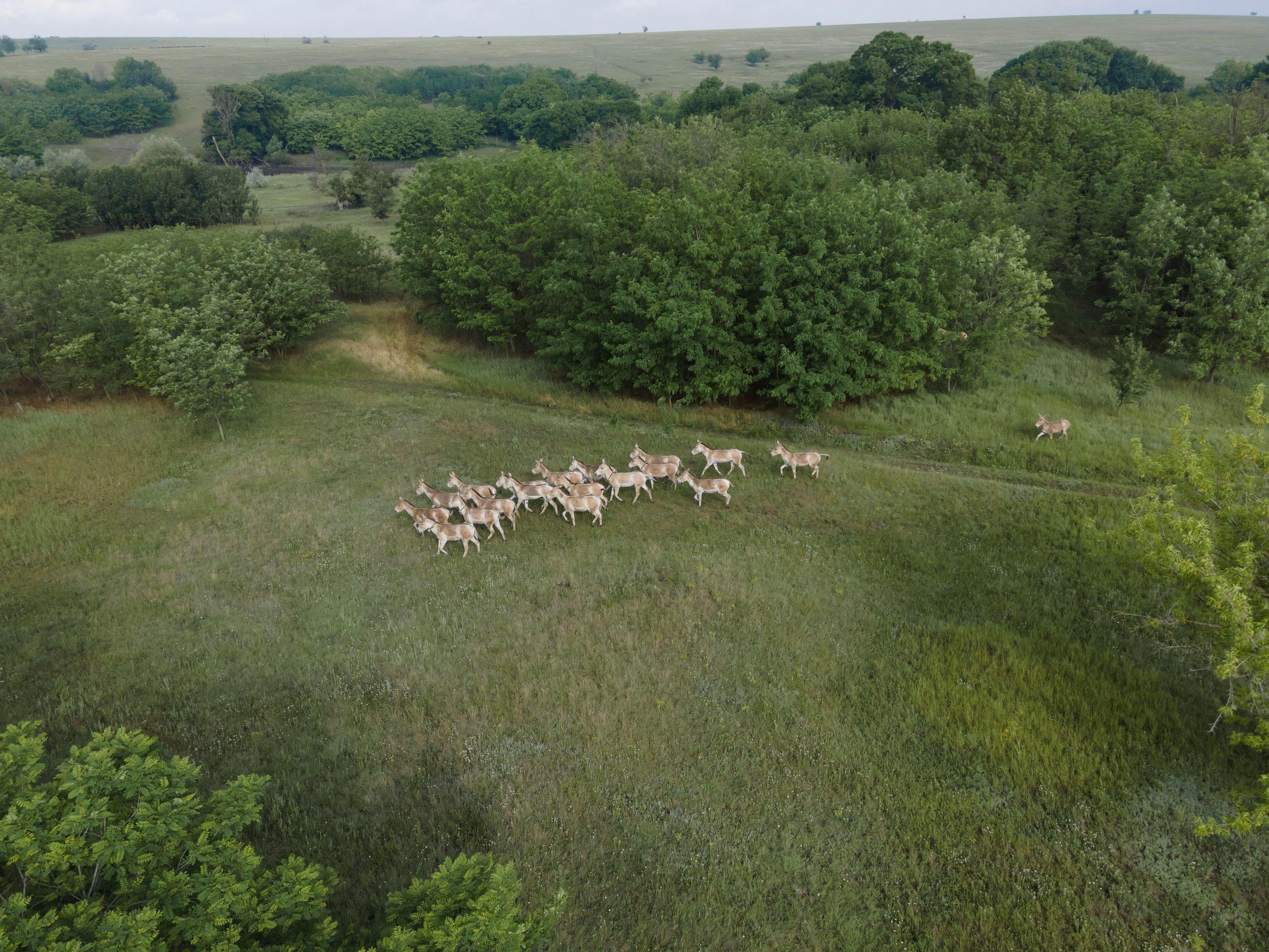 Aerial view on the herd of Kulan or Asiatic wild ass (Equus hemionus kulan) in Tarutino stepe, Ukraine