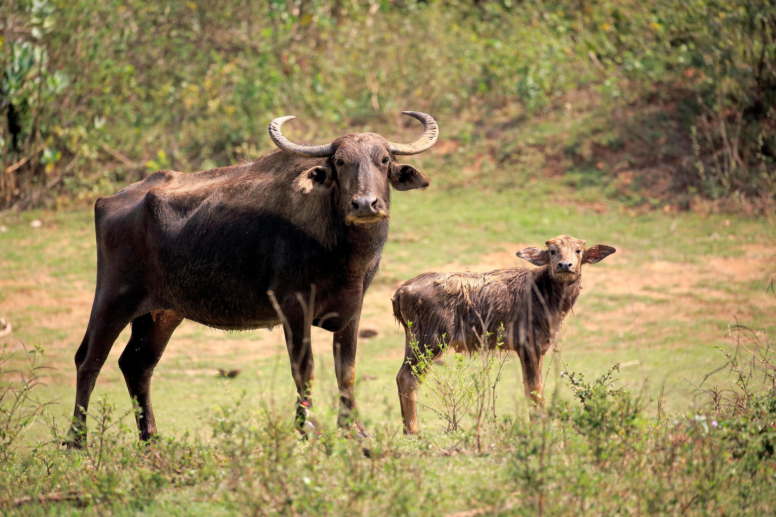Wild water buffalo mother with calf, Udawalawe National Park, Sri Lanka