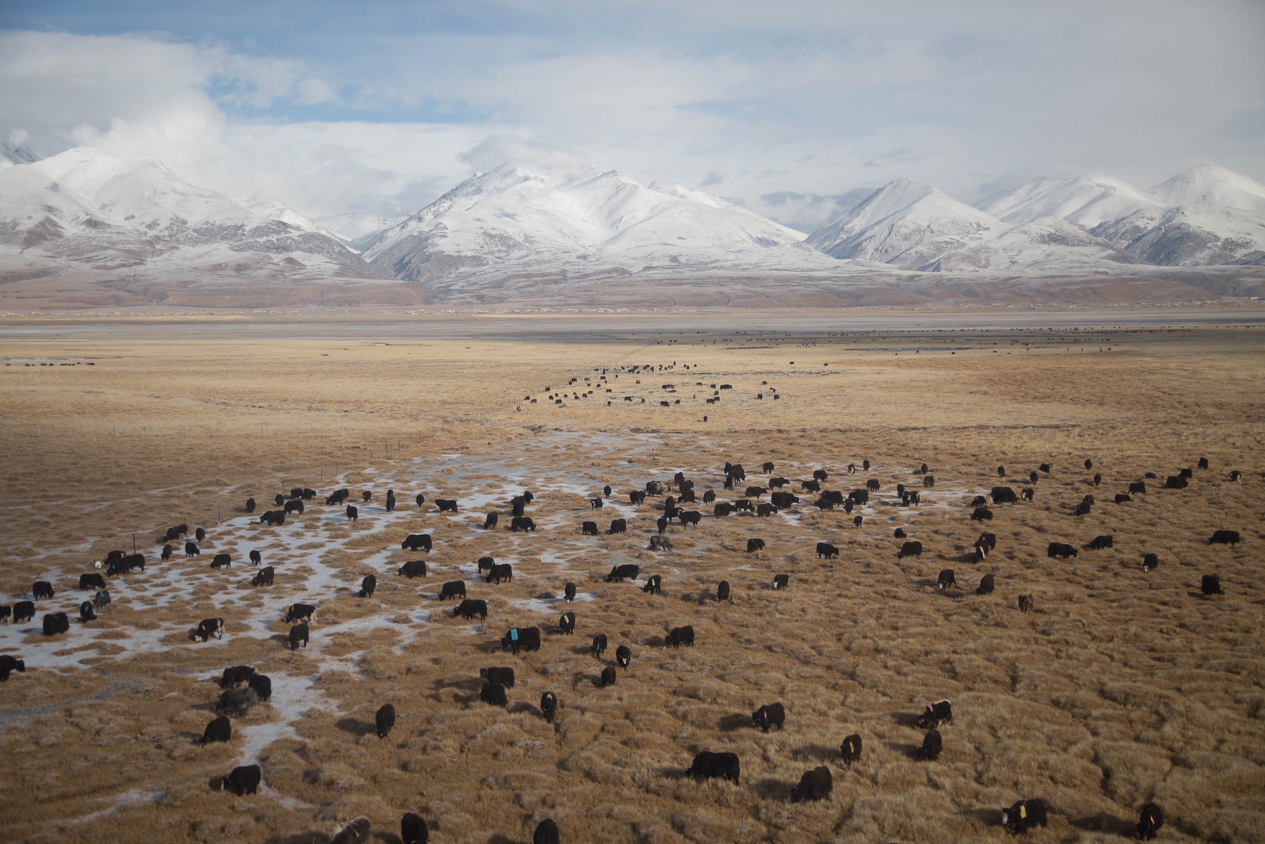 Yaks observed en route to Tibet