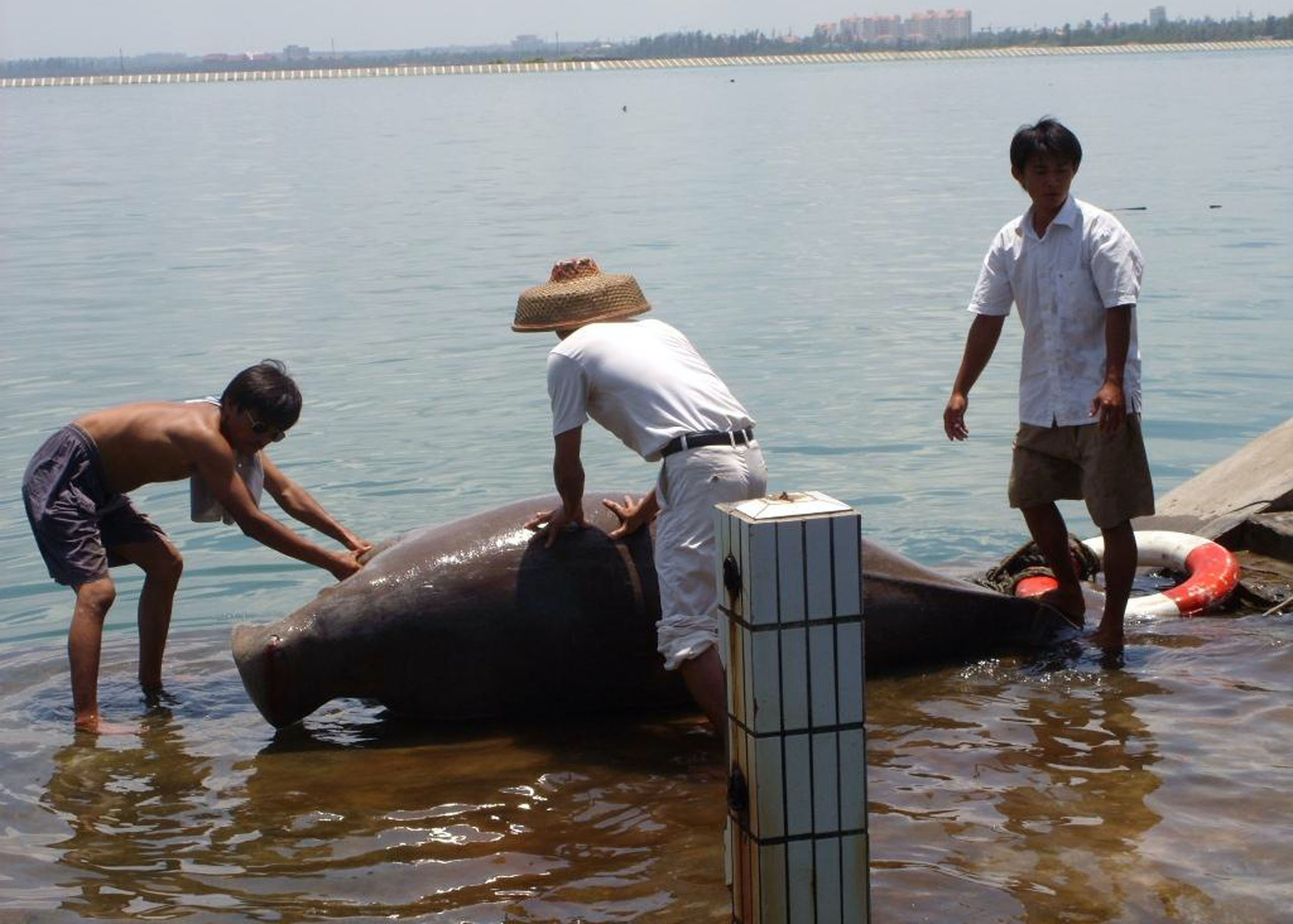 A dead dugong found off  in Hainan, China