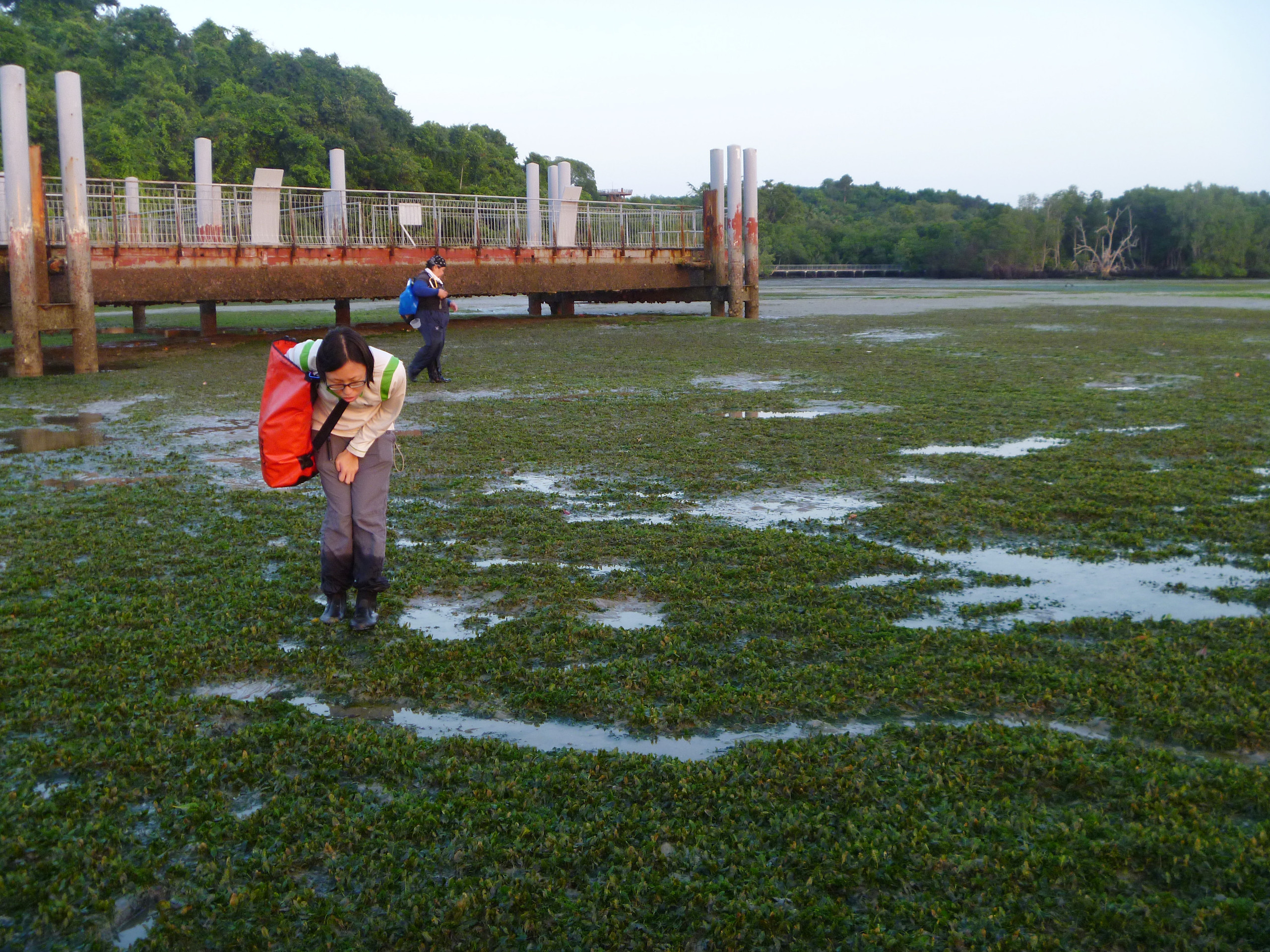 A dugong feeding trail in Singapore’s Chek Jawa Wetlands
