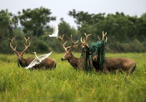 <p>A group of Père David’s deer in the Dafeng Milu Nature Reserve, east China’s Jiangsu province, one of China’s 64 Ramsar Wetlands of International Importance (Image: Alamy)</p>