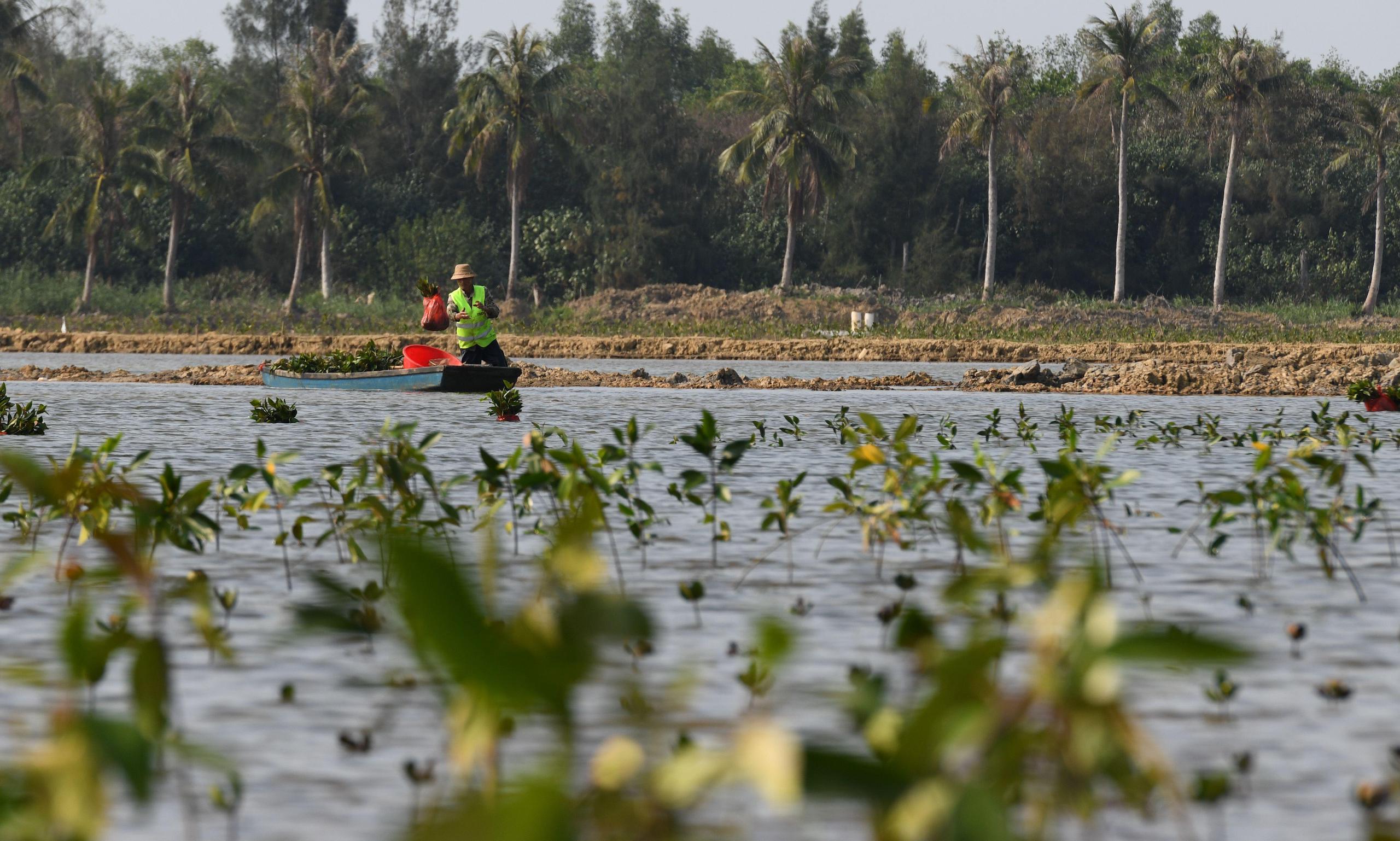 A worker plants mangrove trees at Sanjiang mangrove wetland park in Haikou, south China's Hainan Province