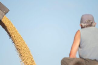 Trabajador mira granos de soja