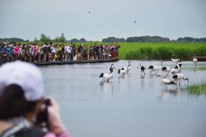 <p>游客在黑龙江扎龙自然保护区观赏丹顶鹤，该保护区是中国64处国际重要湿地之一。图片来源：Alamy</p>