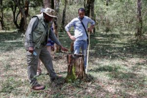 <p>Environmentalist Christopher Muriithi (left) examines a tree stump in Kenya’s degraded Oloolua Forest (Image: Baz Ratner / Alamy)</p>