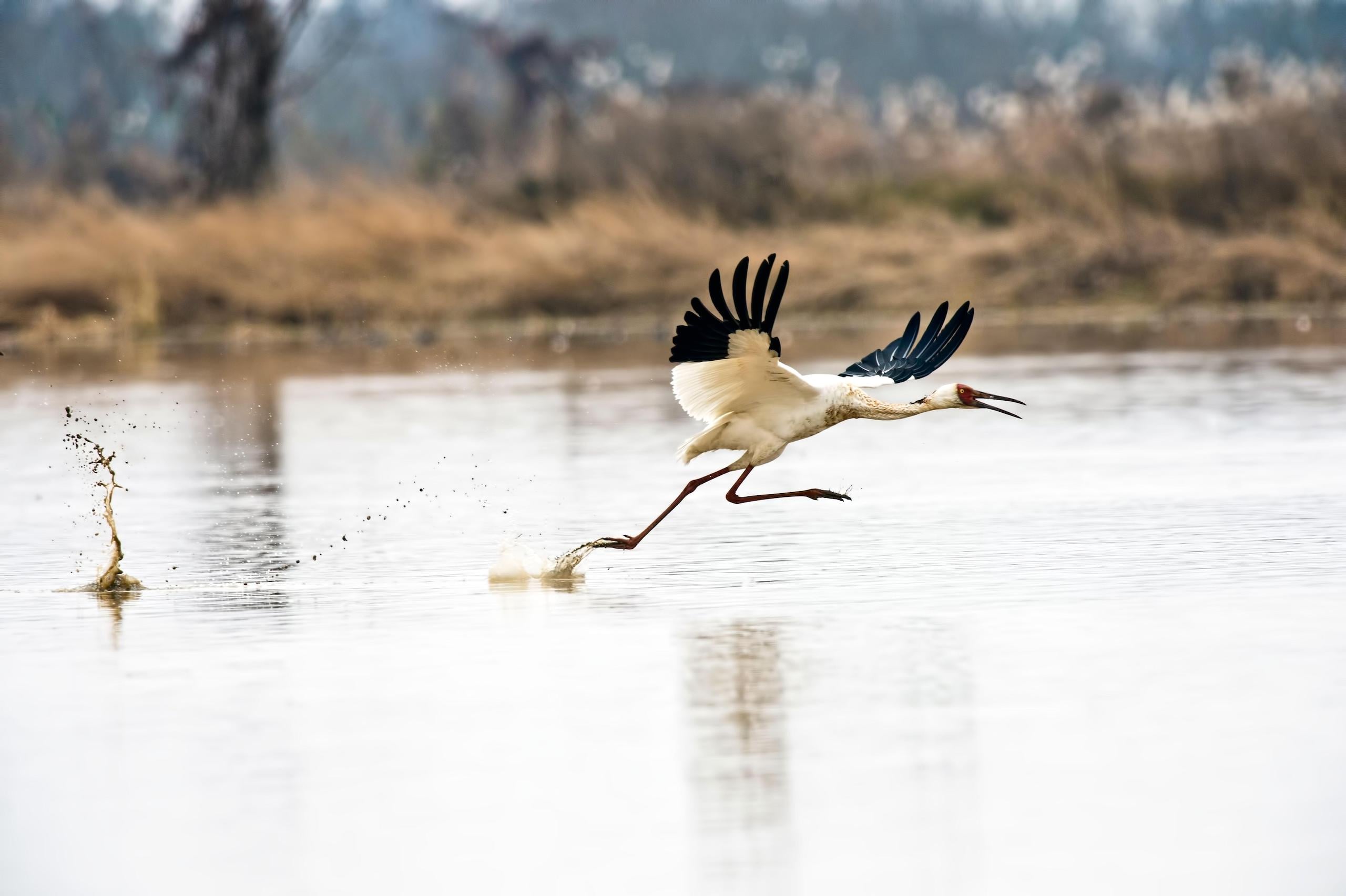 Siberian crane Poyang Lake