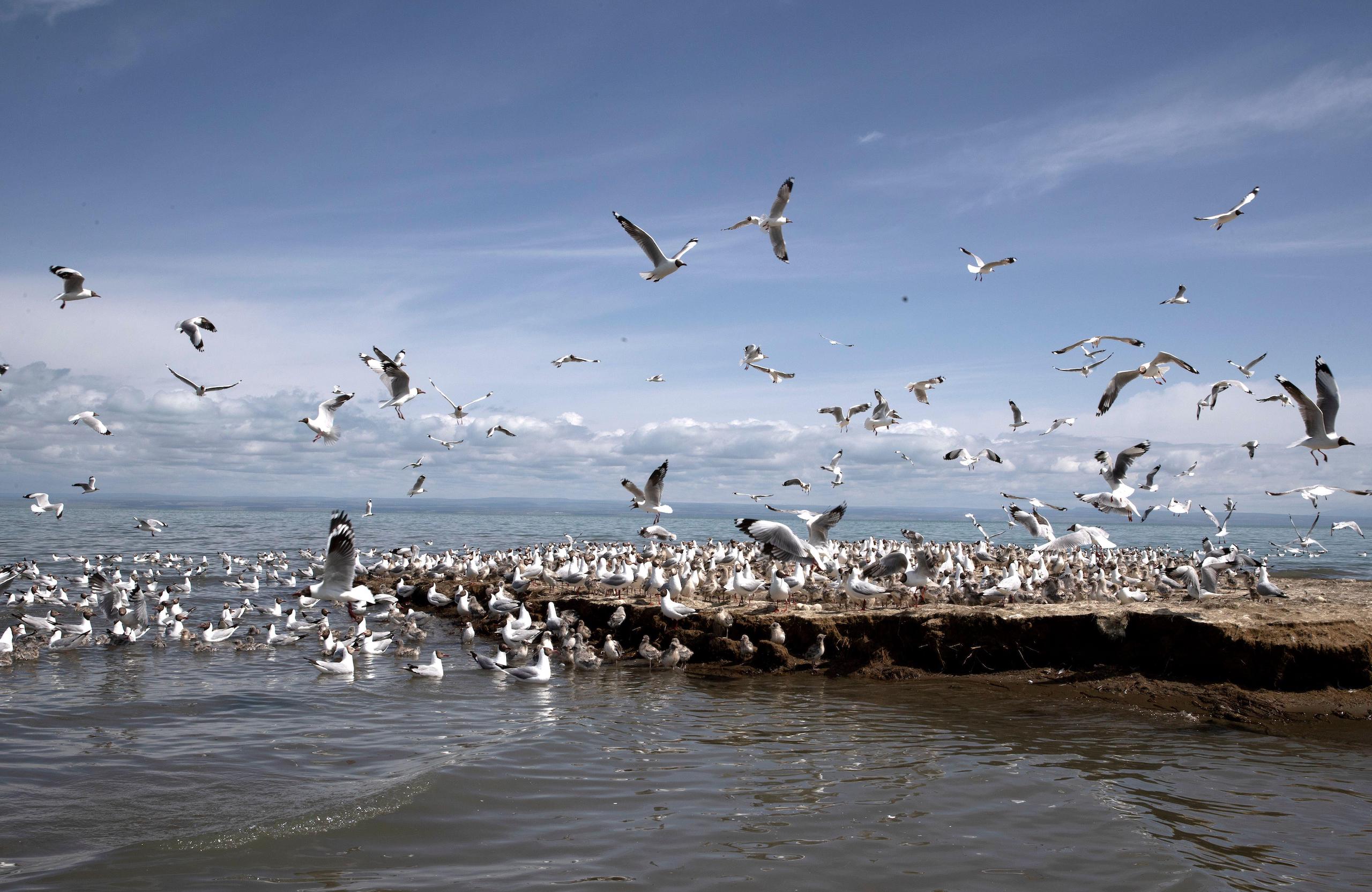 Bird Island in Qinghai Lake
