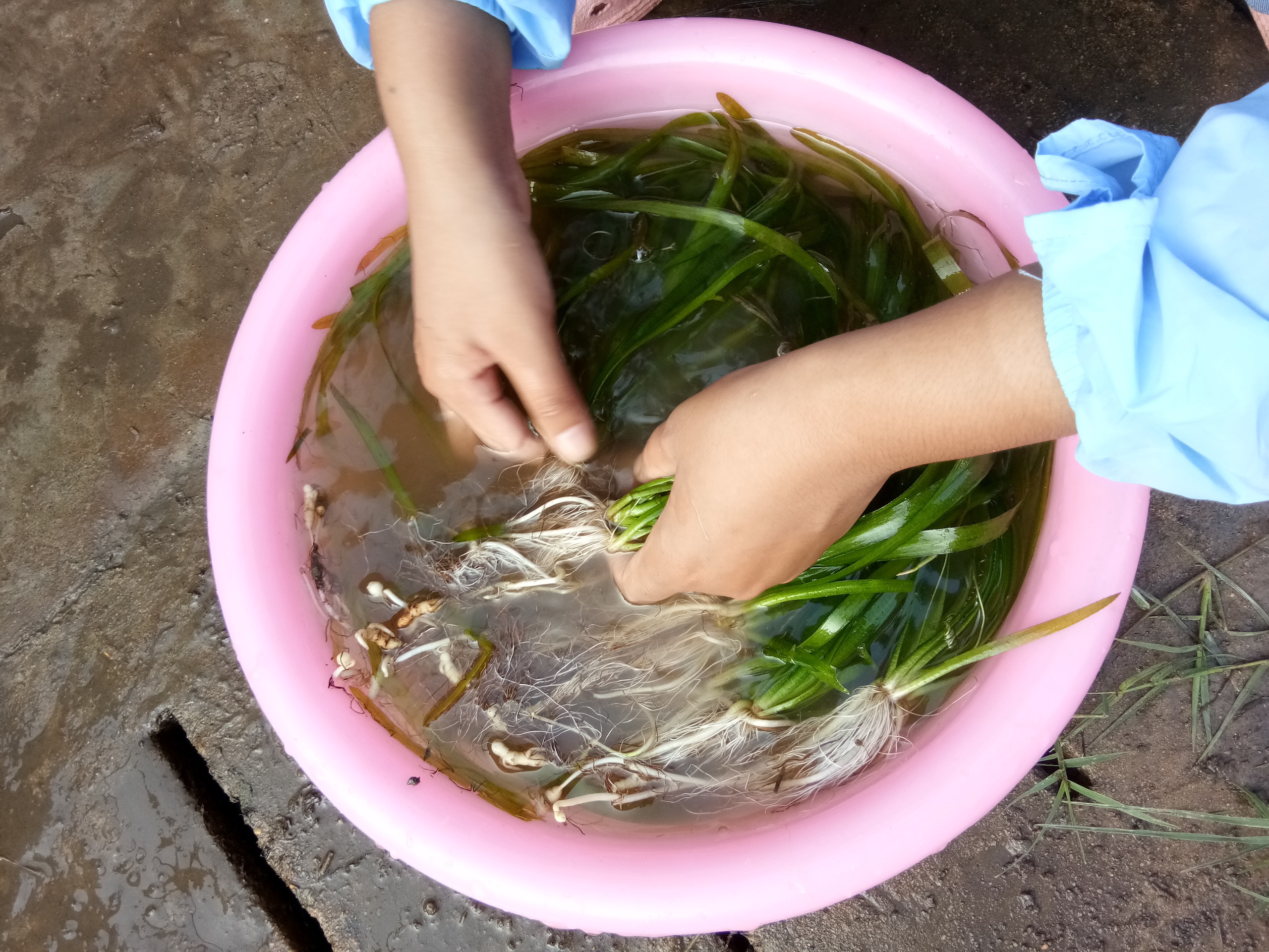 Washing the eel grass