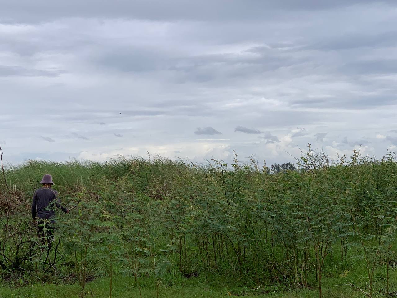 man cutting through plants in wetlands
