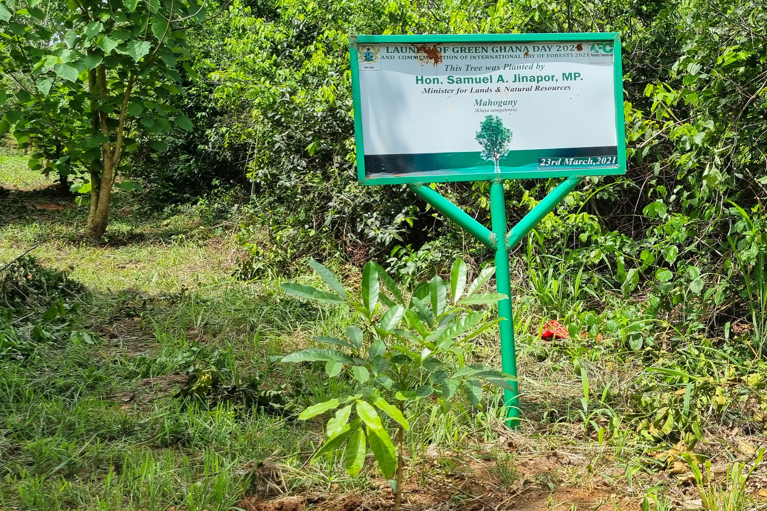mahogany sapling planted in front of sign
